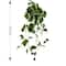 22" Variegated Hoya Bush by Ashland®